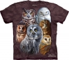 Owls