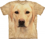 Yellow Lab Portrait