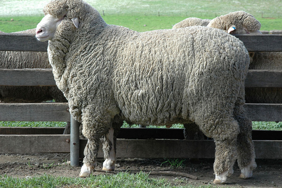 Мериносовая овца. Изображение с Дебору Сильвер