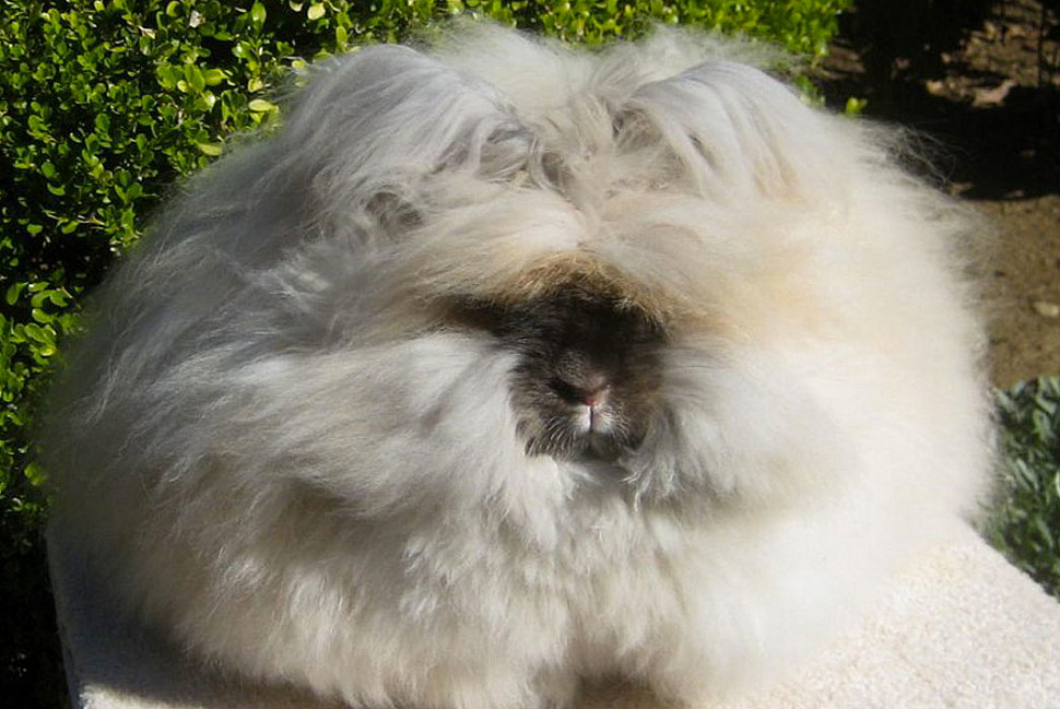Ангорский кролик. Изображение с Huffington Post